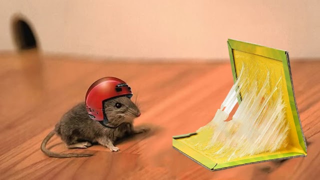 Chia sẻ cách tẩy keo dính chuột trên sàn nhà hiệu quả, nhanh chóng nhất
