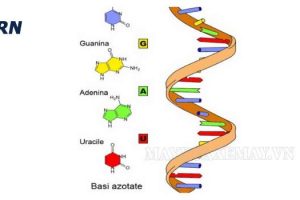 ARN là gì? Mối liên hệ giữa ADN với ARN là gì?