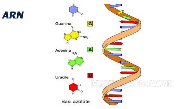 ARN là gì? Mối liên hệ giữa ADN với ARN là gì?