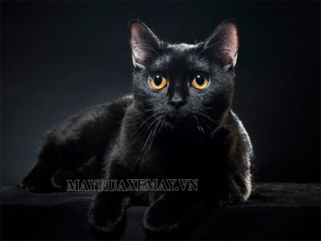 Mơ thấy mèo đen là điềm báo gì?